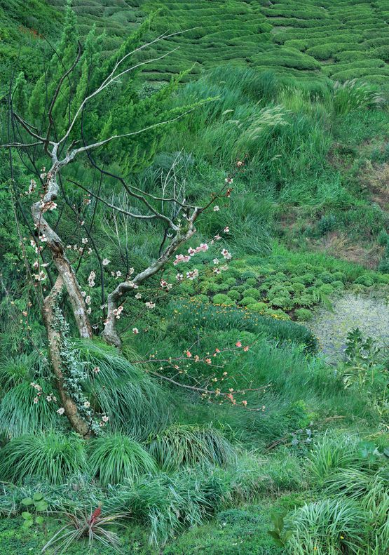 Pursuing Chance by Won Seoung Won contemporary artwork Photography
