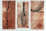 memory scar finger lime root casuarina and yeronga studio found object by Judy Watson contemporary artwork painting works on paper drawing