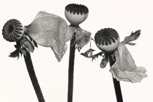 Irving Penn