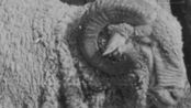 Life of the Pilgrim by Li Ran contemporary artwork Moving Image