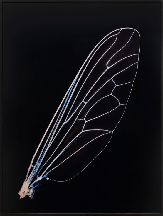 Learning To Fly 1 by Angelika Krinzinger contemporary artwork Print