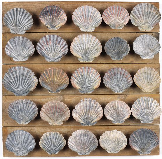 Untitled 25 scallop shells by Rosalie Gascoigne contemporary artwork Mixed Media