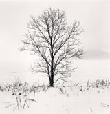 Kero-ochi Tree Saroma Lake Hokkaido Japan by Michael Kenna contemporary artwork photography