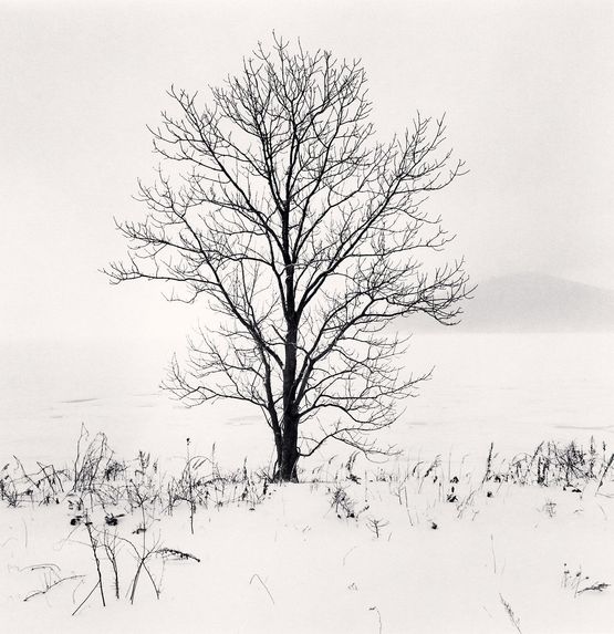 Kero-ochi Tree Saroma Lake Hokkaido Japan by Michael Kenna contemporary artwork Photography