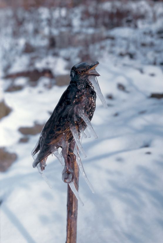 Frozen Starling by Lois Weinberger contemporary artwork Photography