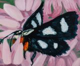 Eight Spotted Forester Moth by Claudia Keep contemporary artwork painting
