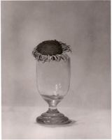Helianthus by Walter Schels contemporary artwork photography