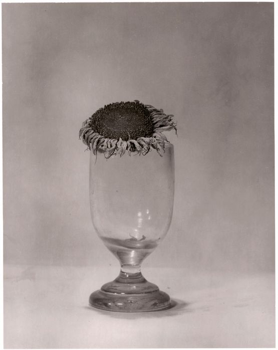 Helianthus by Walter Schels contemporary artwork Photography