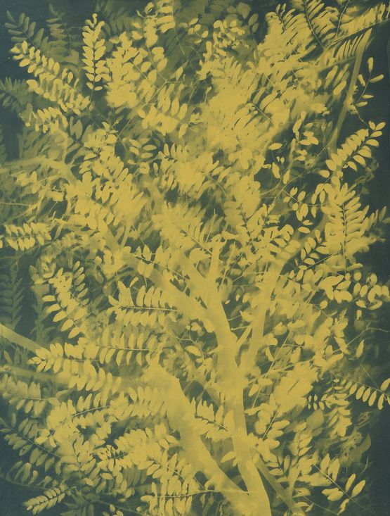 Herbarium Pagoda Tree S. japonicum 7 by Zhang Dali contemporary artwork Sculpture