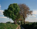 Entwined - Trees in the middle of a former trench at the Battle of the Marne by Tomoko Yoneda contemporary artwork photography