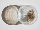 Painted Lady Butterfly England by Lucas Foglia contemporary artwork print