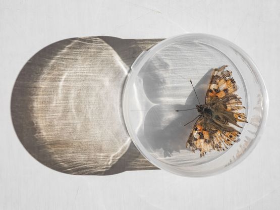 Painted Lady Butterfly England by Lucas Foglia contemporary artwork Print
