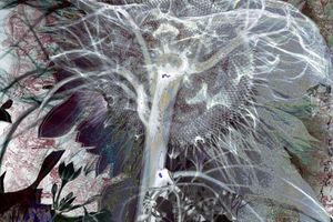 Aspassio Haronitaki