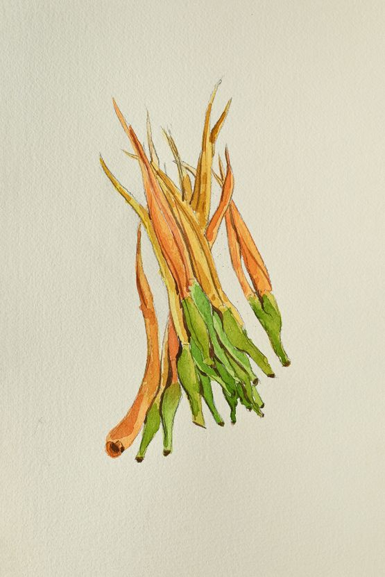 Kochu Phool by Rathin Barman contemporary artwork Works on Paper