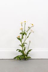 Weed 770 by Tony Matelli contemporary artwork sculpture