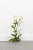 Weed 770 by Tony Matelli contemporary artwork Sculpture