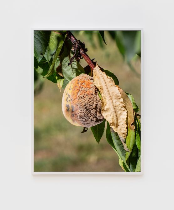 Moldy Peach by Roe Ethridge contemporary artwork Photography