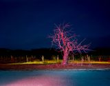 Route  la Campagne avec Arbre. Soir. Au sud du vignoble des Bonnelly en direction du Nord Est  travers un champ de vignes entre Les Petite Verriere et St Sers by Gerard Byrne contemporary artwork photography