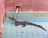 Gatorama by Anastasia Samoylova contemporary artwork print