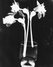 Untitled by The Estate Of Anwar Jalal Shemza contemporary artwork Photography