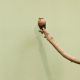 Bird branch and green background by Eric Pillot contemporary artwork photography