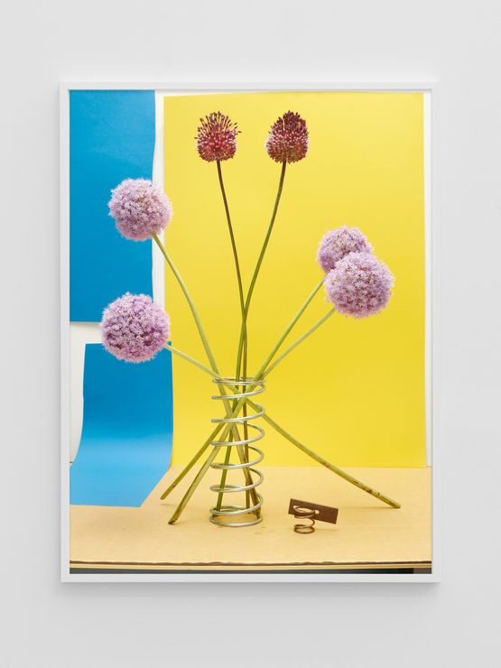 Allium Together by Annette Kelm contemporary artwork Photography