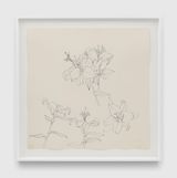 Untitled PF.216 Lilies by Ruth Asawa contemporary artwork works on paper
