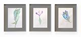 Spanish Bluebells 2024 leftPistil of an Iris Botanical Drawing Book 1807 2024 middle Showy Chinese Gentian 2024 right by Shezad Dawood contemporary artwork drawing works on paper