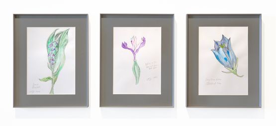 Spanish Bluebells 2024 leftPistil of an Iris Botanical Drawing Book 1807 2024 middle Showy Chinese Gentian 2024 right by Shezad Dawood contemporary artwork Works on Paper