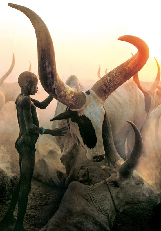 Dinka Boy with Long Horned Bull South Sudan by Carol Beckwith  Angela Fisher contemporary artwork Photography