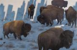 Bison Untitled by Zhang Hongtu contemporary artwork painting