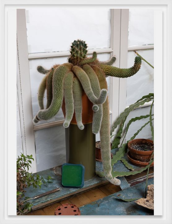 My 25 Year Old Cactus by Wolfgang Tillmans contemporary artwork Photography