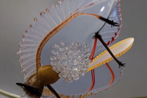 Crosslucid