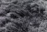 Grass-Tainan Qigu 19 by Quo Ying-Sheng contemporary artwork photography