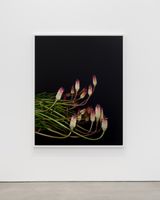 Torch Lily Icarus I by Sarah Jones contemporary artwork photography