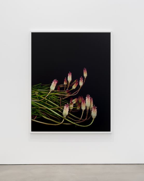 Torch Lily Icarus I by Sarah Jones contemporary artwork Photography