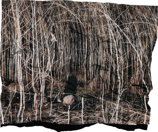Manifest XIII by Tenzing Dakpa contemporary artwork Photography