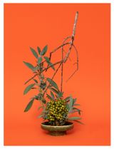 Ann Shelton Artworks | Ocula Artist