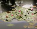 Giverny 17.31 - 18.09 Uhr 23.6.2014 by Michael Wesely contemporary artwork Photography