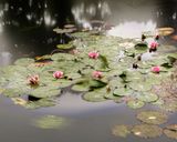 Giverny 17.31 - 18.09 Uhr 23.6.2014 by Michael Wesely contemporary artwork photography print