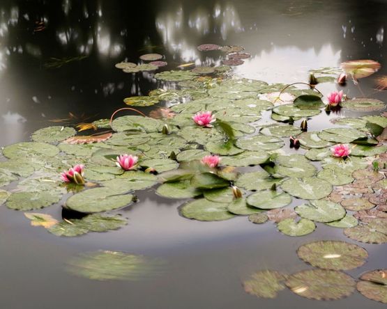 Giverny 17.31 - 18.09 Uhr 23.6.2014 by Michael Wesely contemporary artwork Photography