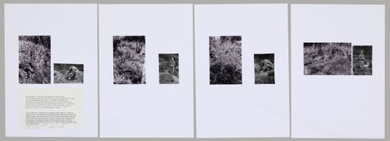 Ruderal Society Area by Lois Weinberger contemporary artwork Works on Paper