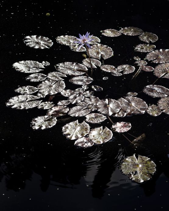 Water Lily by Anastasia Samoylova contemporary artwork Photography