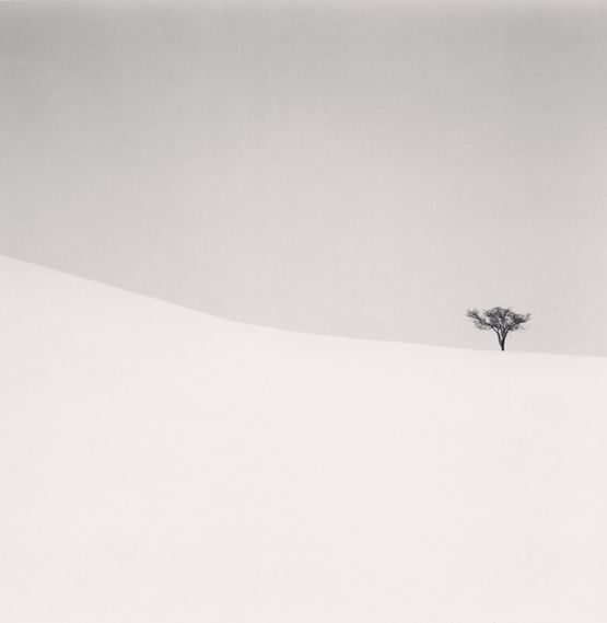 Single Tree Mita Hokkaido Japan by Michael Kenna contemporary artwork Photography