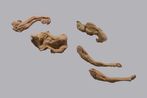 Muscle Mud and Blood 2 by Dzikra A.N contemporary artwork Sculpture