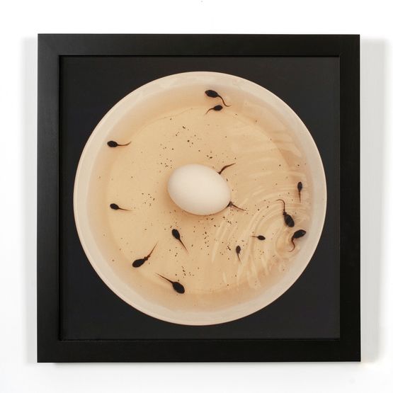 Artificial Insemination III by Nina Katchadourian contemporary artwork Photography