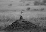 360 Degrees by Michel Zoghzoghi contemporary artwork photography