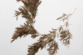 Gabriel Orozco contemporary artist
