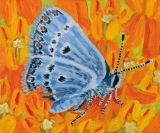 Banded Hairstreak by Claudia Keep contemporary artwork painting