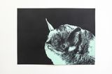 Freetail Dub by Jeremy Deller contemporary artwork print works on paper